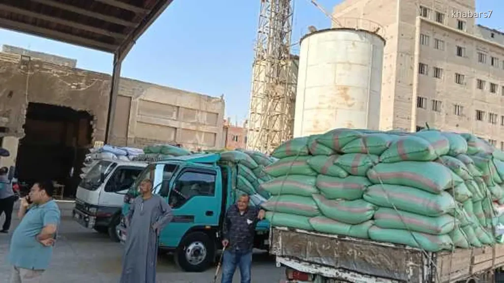 Giza Governor Reports Over 500,000 Tons of Local Wheat Received This Harvest Season