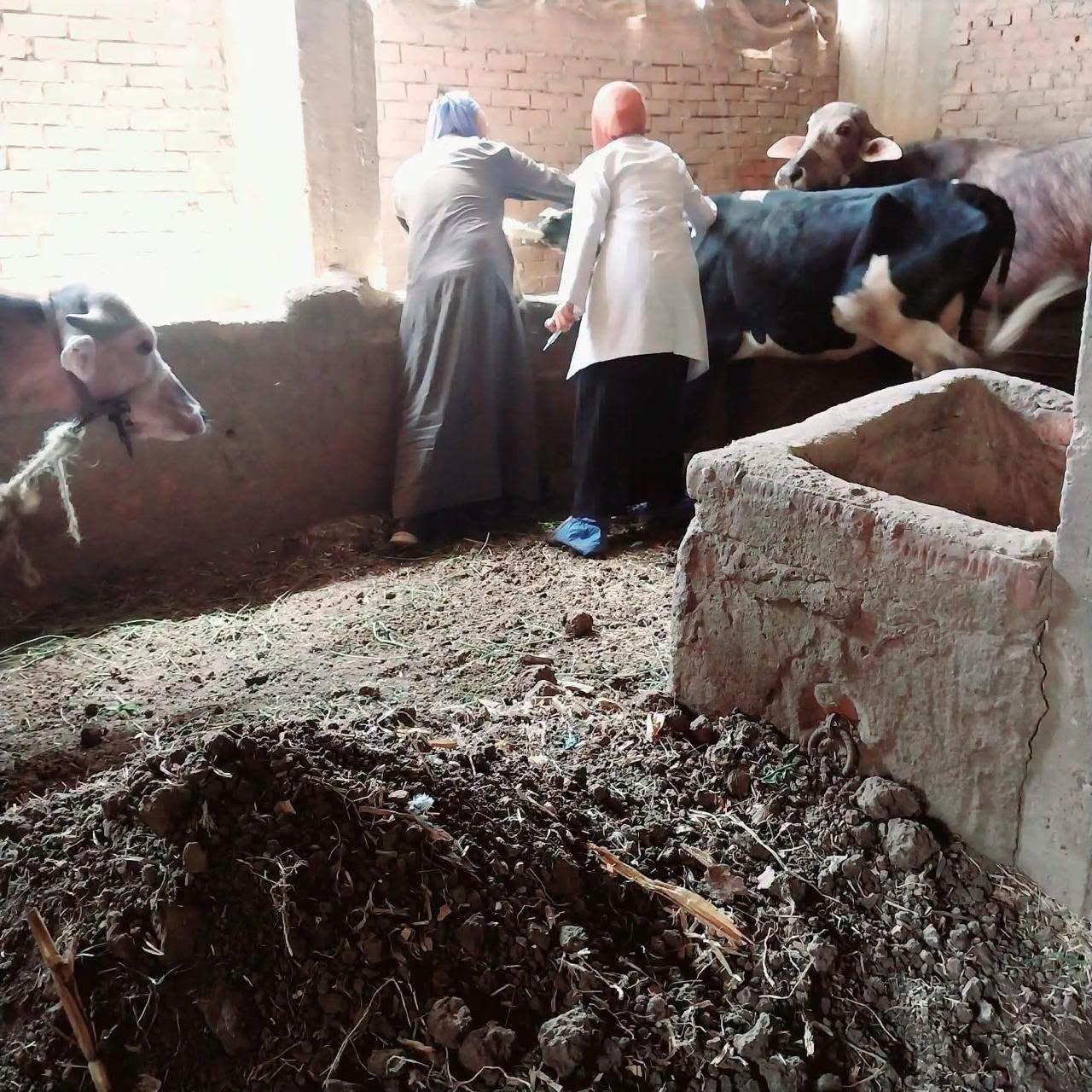 Livestock Vaccination