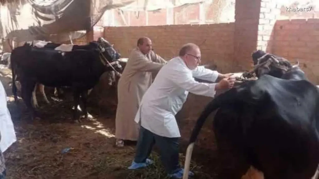 Egypt’s Agriculture Ministry Concludes Vaccination Campaign for Livestock