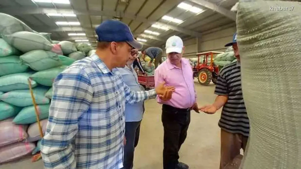 Asyut Governor Reports 241,000 Tons of Wheat Supplied Since Season Start