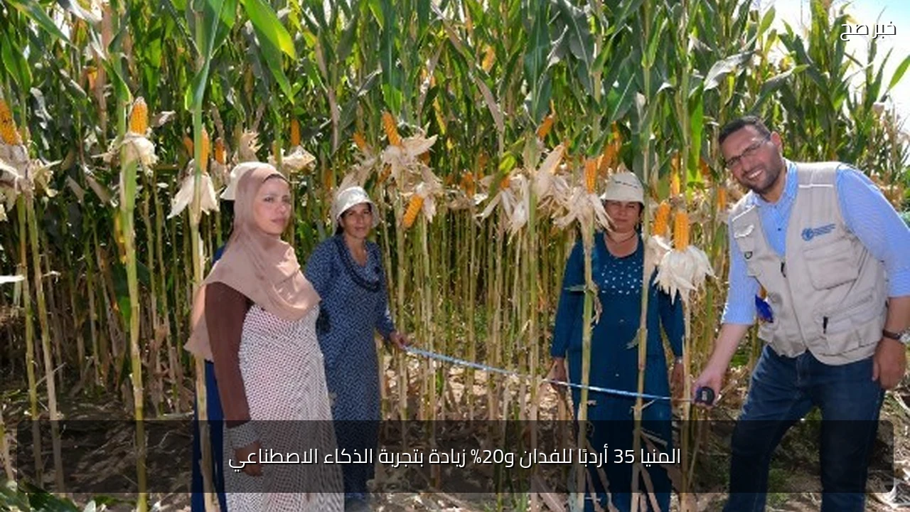 المنيا 35 أردبًا للفدان و20% زيادة بتجربة الذكاء الاصطناعي