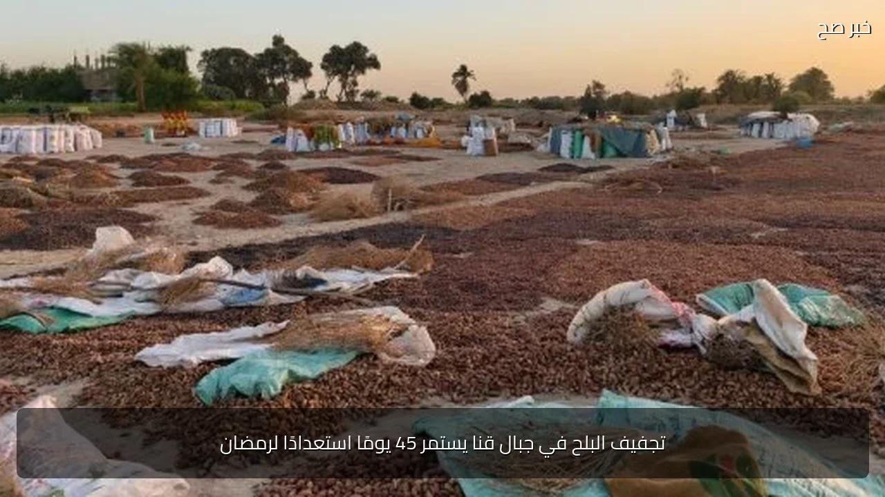 تجفيف البلح في جبال قنا يستمر 45 يومًا استعدادًا لرمضان
