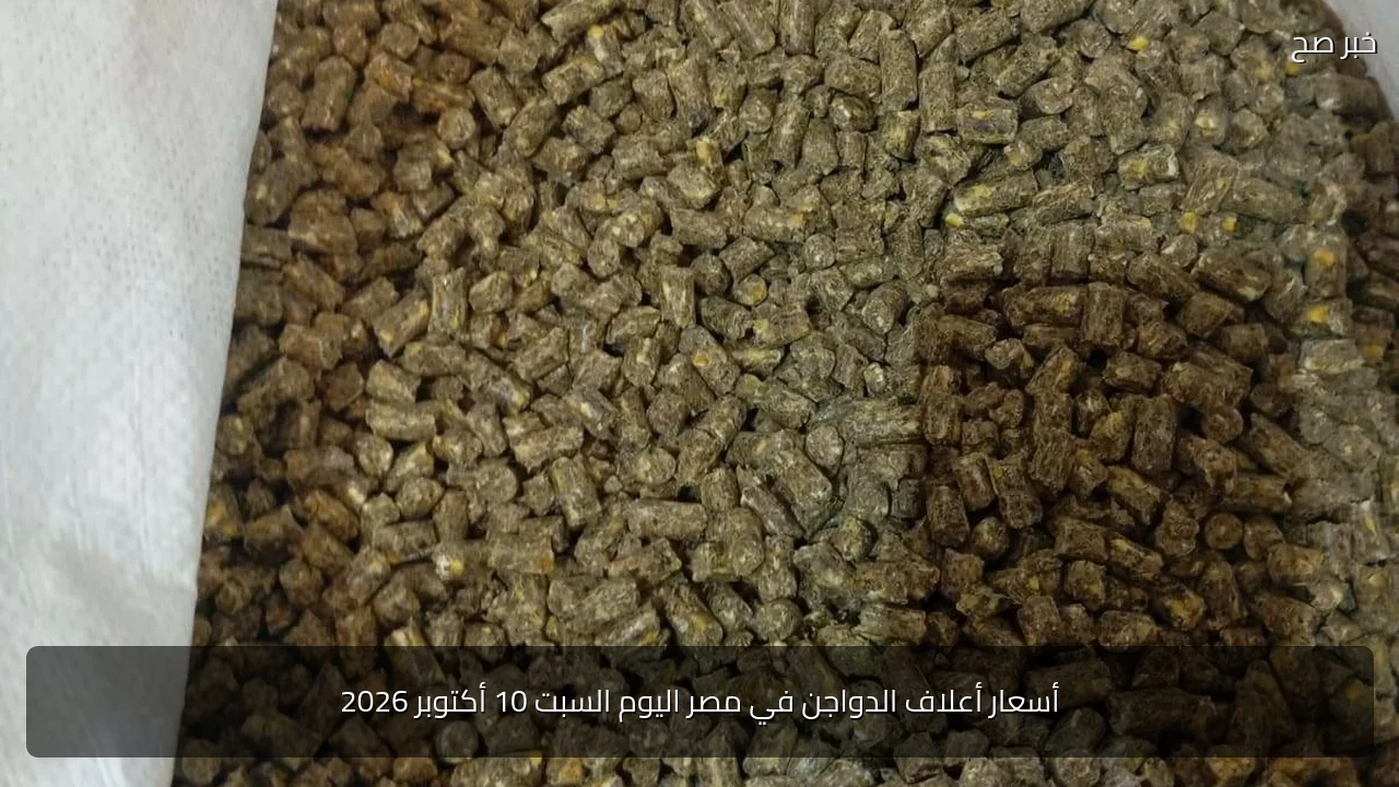 أسعار أعلاف الدواجن في مصر اليوم السبت 10 أكتوبر 2026