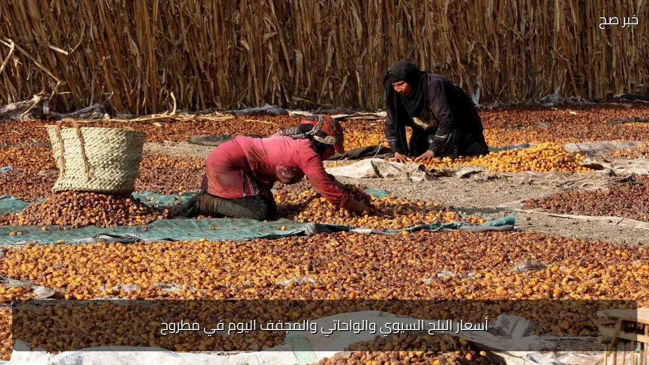 أسعار البلح السيوي والواحاتي والمجفف اليوم في مطروح