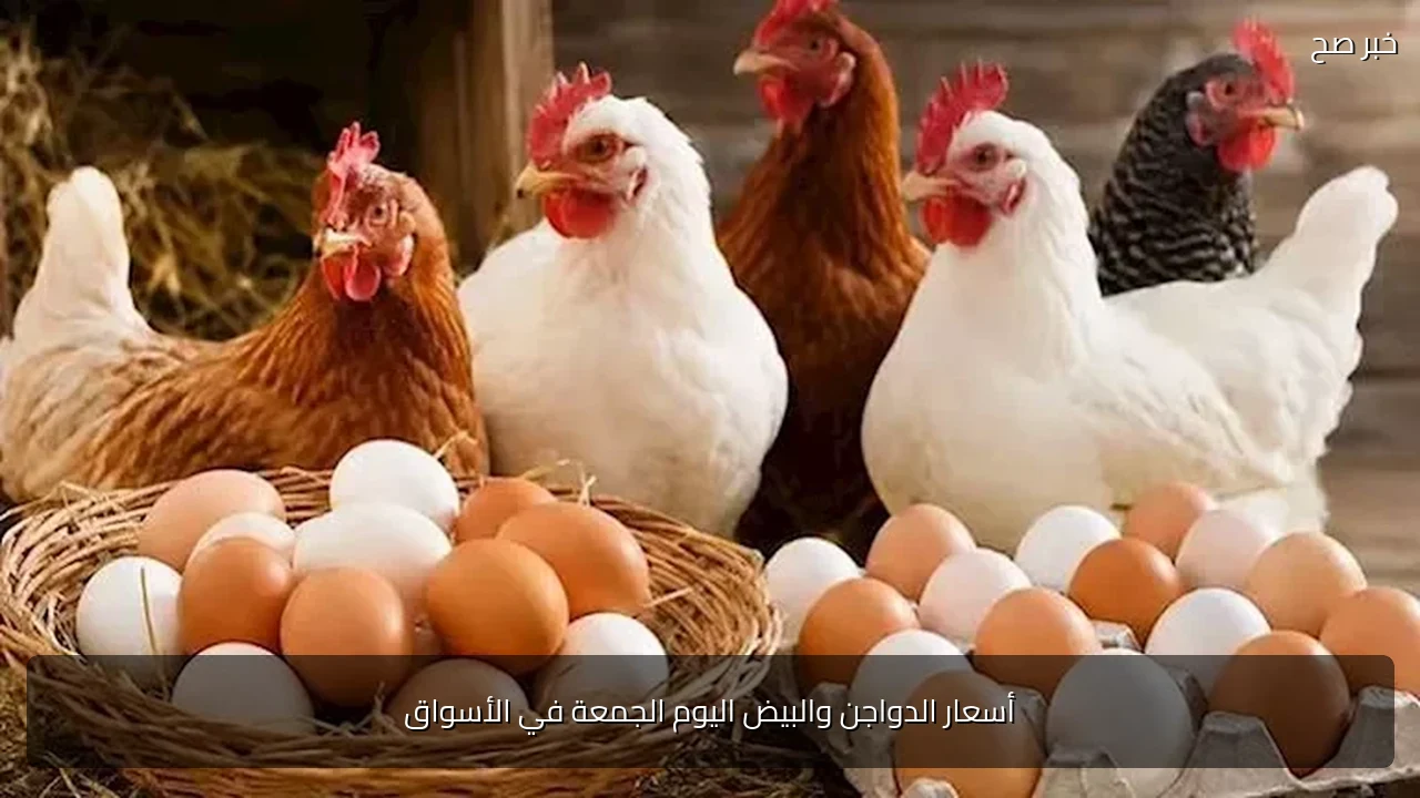 أسعار الدواجن والبيض اليوم الجمعة في الأسواق