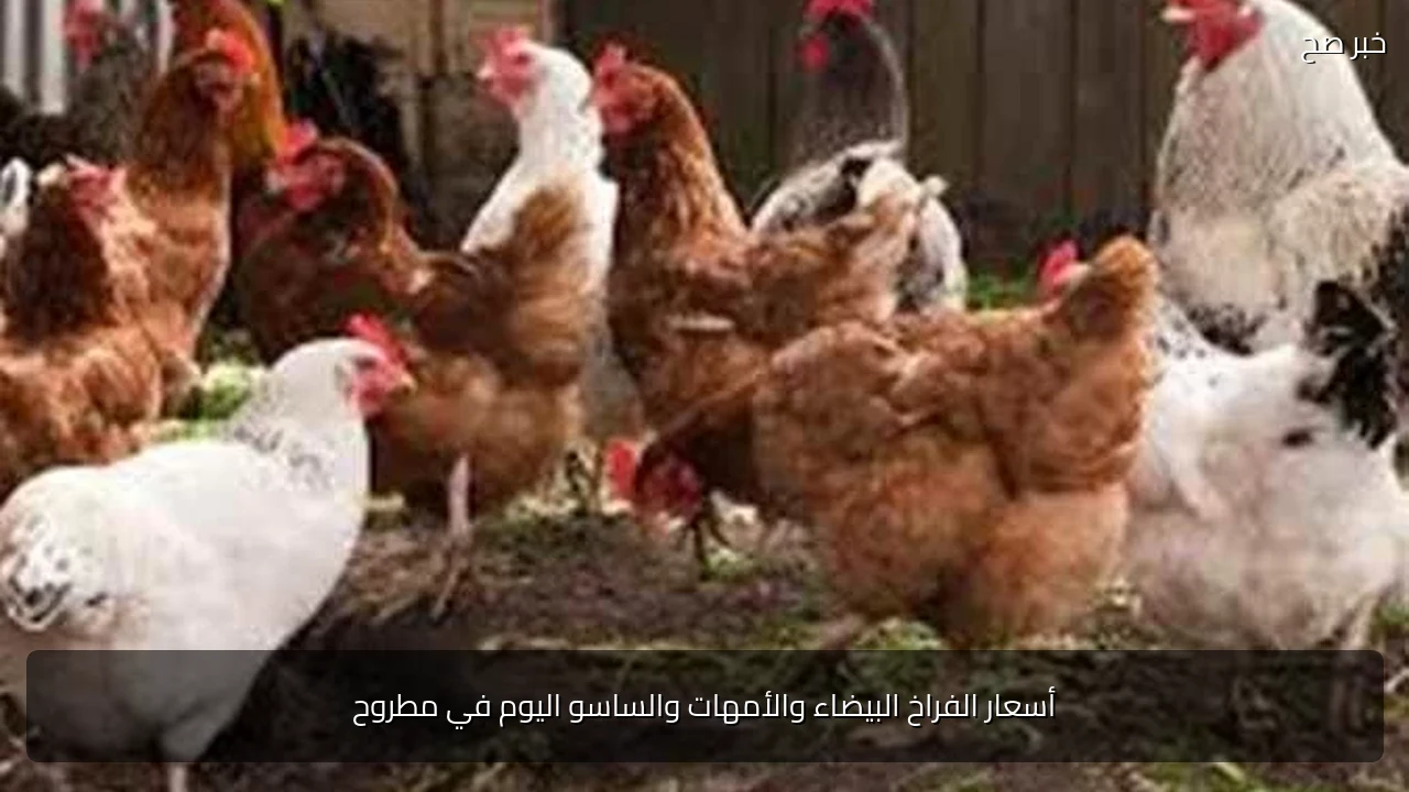أسعار الفراخ البيضاء والأمهات والساسو اليوم في مطروح