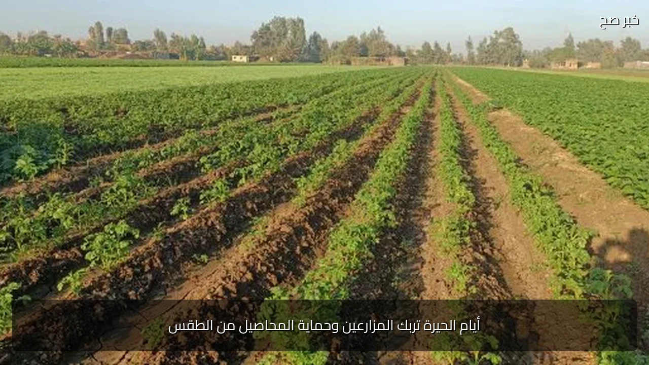 أيام الحيرة تربك المزارعين وحماية المحاصيل من الطقس