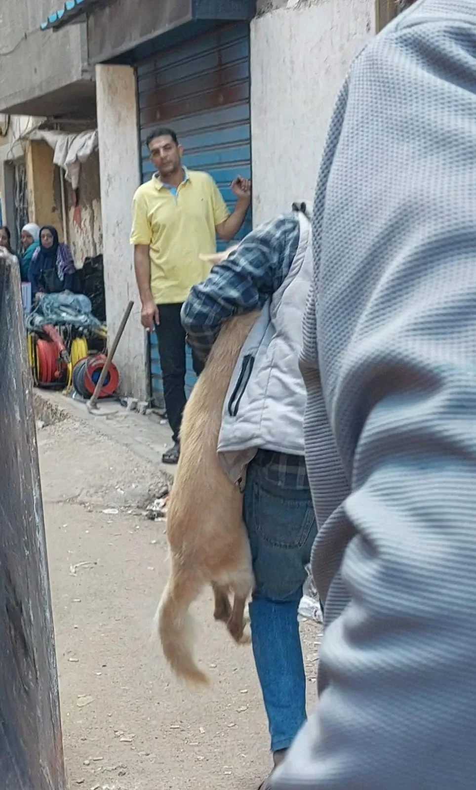 كلب حي من اسفل العقار المنهار في الاسكندرية كلب حي من اسفل العقار المنهار في الاسكندرية