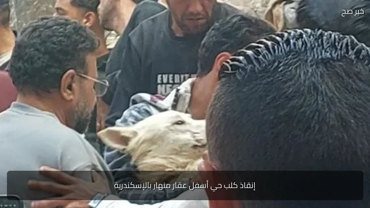 إنقاذ كلب حي أسفل عقار منهار بالإسكندرية