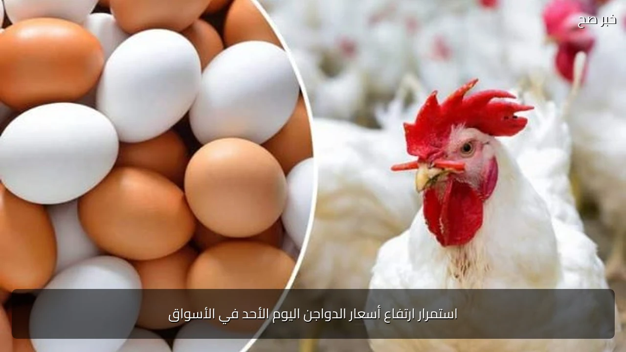 استمرار ارتفاع أسعار الدواجن اليوم الأحد في الأسواق
