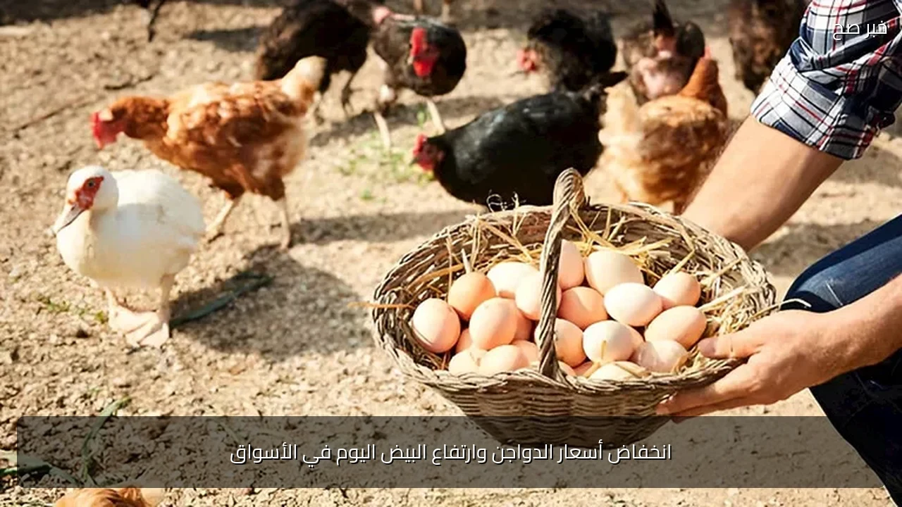 انخفاض أسعار الدواجن وارتفاع البيض اليوم في الأسواق