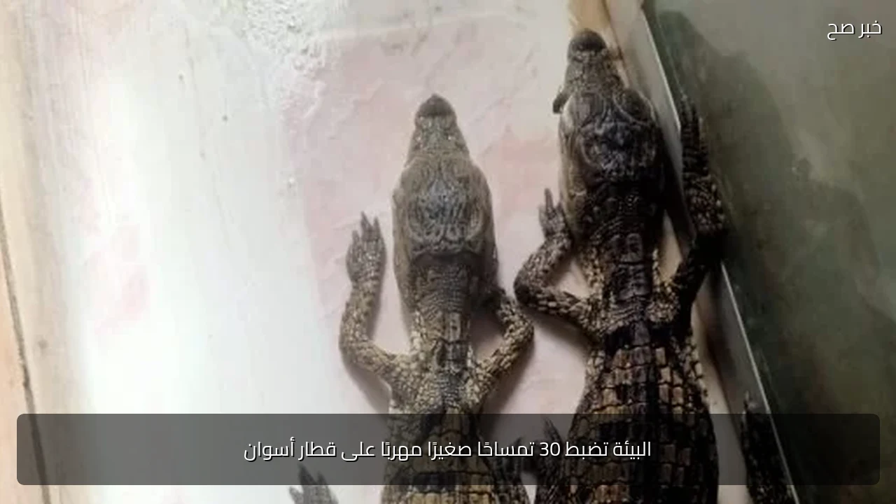 البيئة تضبط 30 تمساحًا صغيرًا مهربًا على قطار أسوان