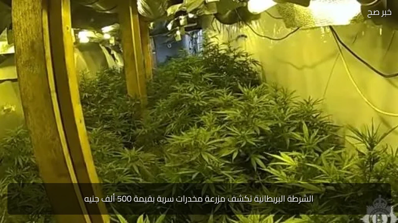 الشرطة البريطانية تكشف مزرعة مخدرات سرية بقيمة 500 ألف جنيه