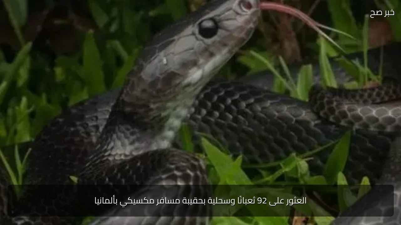 العثور على 92 ثعبانًا وسحلية بحقيبة مسافر مكسيكي بألمانيا