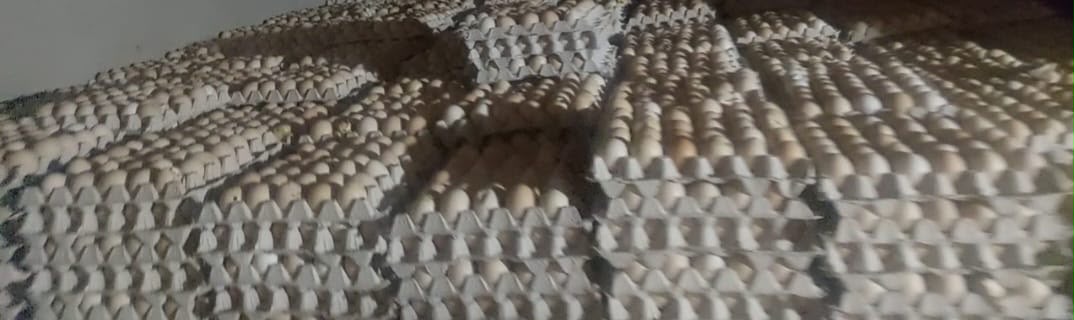 الغربية تضبط 105 آلاف بيضة فاسدة بمزرعتين غير مرخصتين الغربية تضبط 105 آلاف بيضة فاسدة بمزرعتين غير مرخصتين