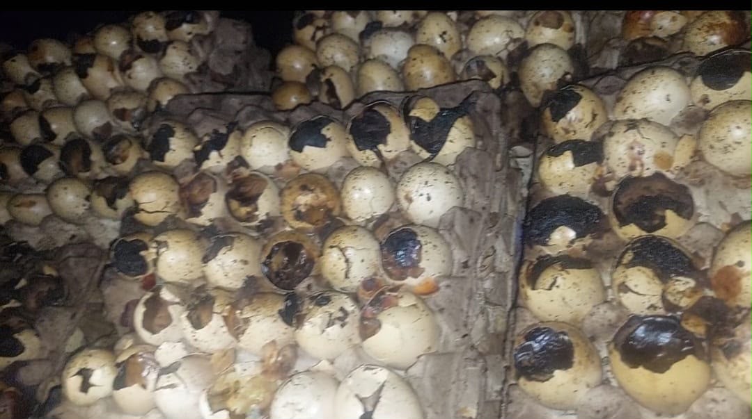 الغربية تضبط 105 آلاف بيضة فاسدة بمزرعتين غير مرخصتين الغربية تضبط 105 آلاف بيضة فاسدة بمزرعتين غير مرخصتين