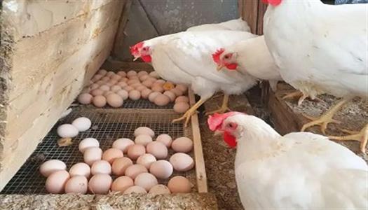 أسعار الدواجن اليوم الخميس ترتفع من جديد في الأسواق بورصة الدواجن اليوم السبت 16-8-2025.. تحديث في أسعار الفراخ البيضاء - الوطن