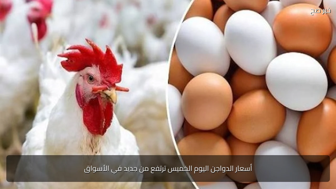 أسعار الدواجن اليوم الخميس ترتفع من جديد في الأسواق