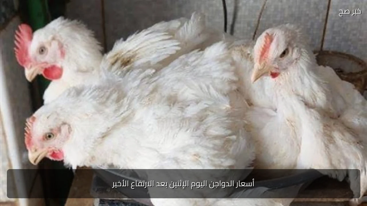 أسعار الدواجن اليوم الإثنين بعد الارتفاع الأخير