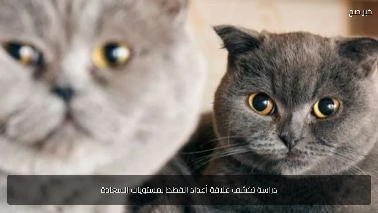 دراسة تكشف علاقة أعداد القطط بمستويات السعادة