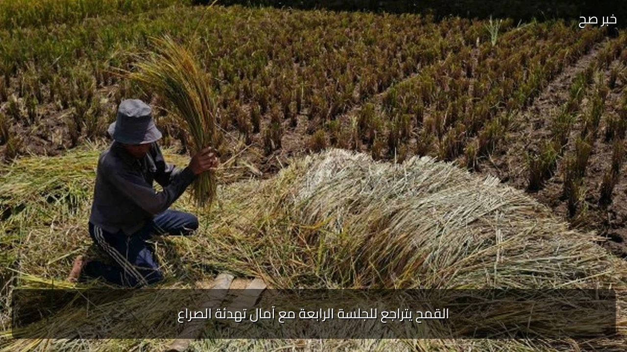 القمح يتراجع للجلسة الرابعة مع آمال تهدئة الصراع