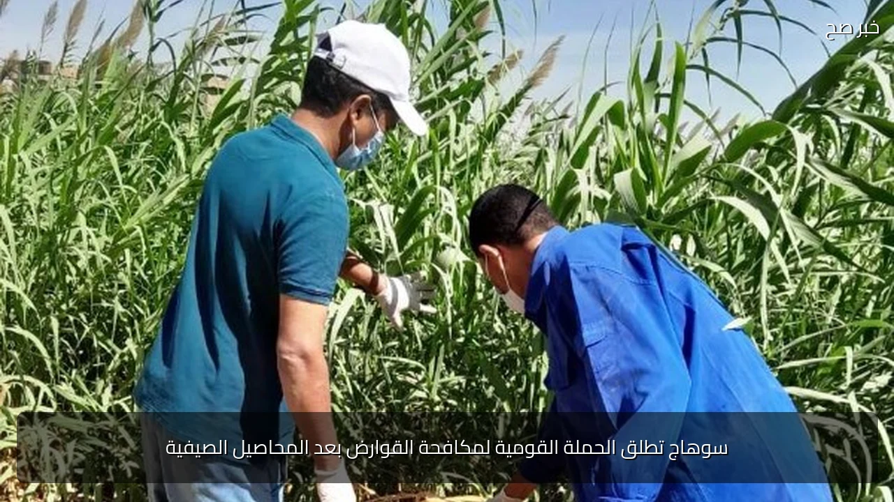 سوهاج تطلق الحملة القومية لمكافحة القوارض بعد المحاصيل الصيفية