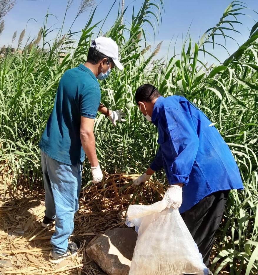 سوهاج تطلق الحملة القومية لمكافحة القوارض بعد المحاصيل الصيفية سوهاج تطلق الحملة القومية لمكافحة القوارض بعد المحاصيل الصيفية