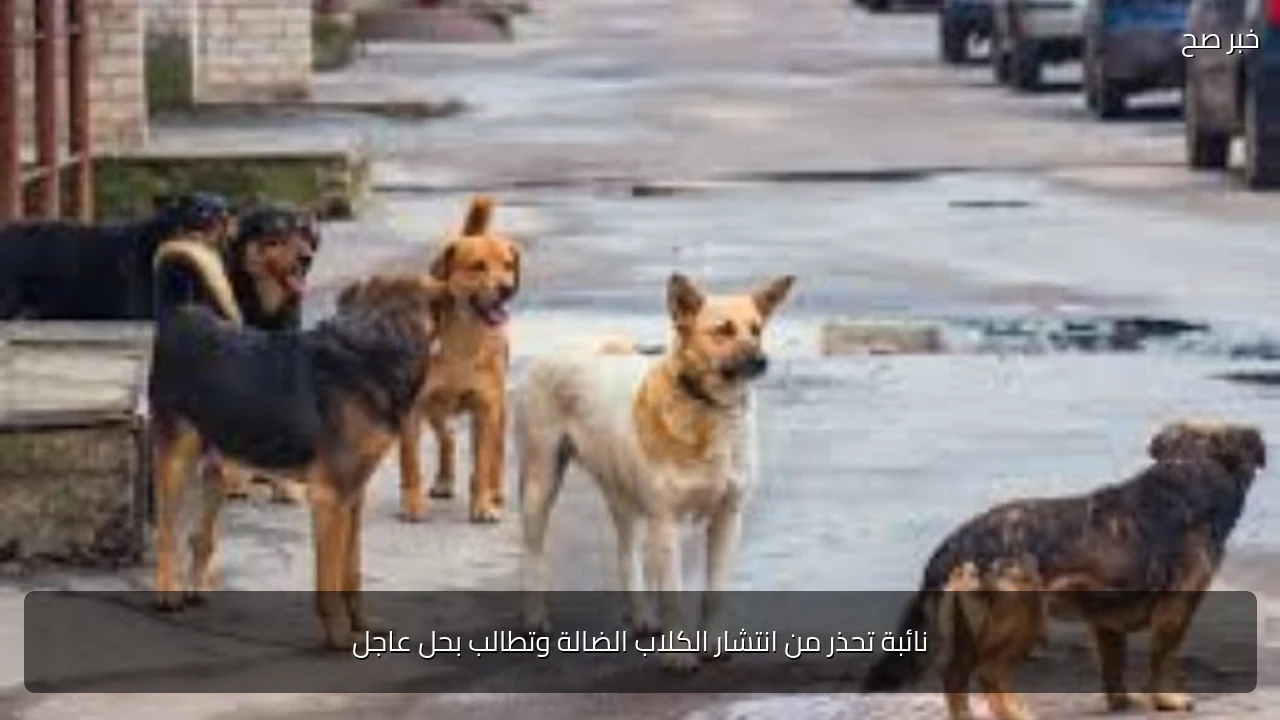 نائبة تحذر من انتشار الكلاب الضالة وتطالب بحل عاجل