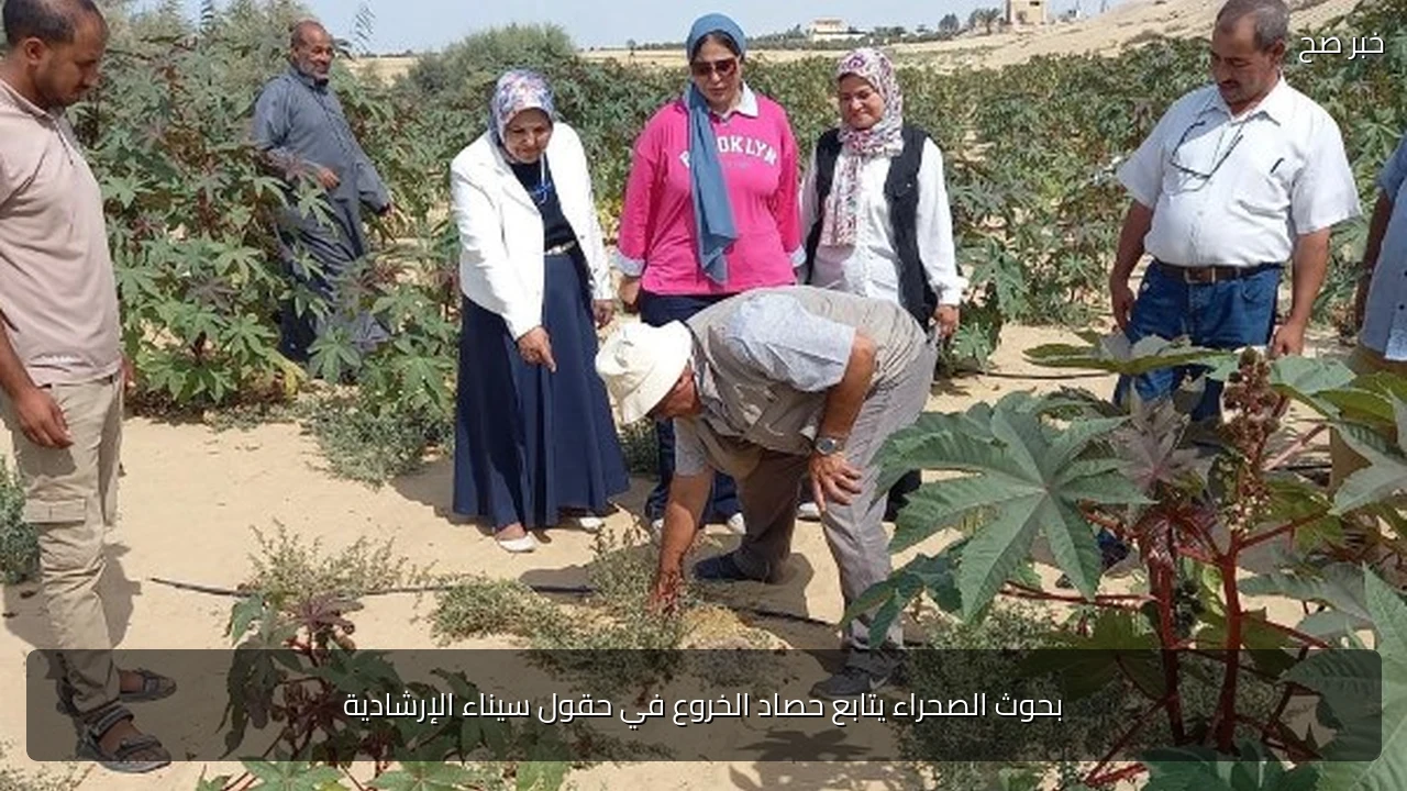 بحوث الصحراء يتابع حصاد الخروع في حقول سيناء الإرشادية