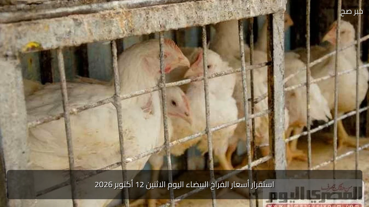 استقرار أسعار الفراخ البيضاء اليوم الاثنين 12 أكتوبر 2026