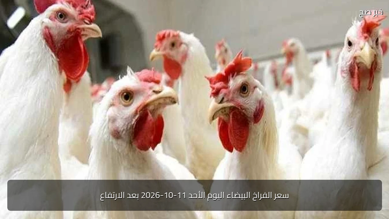 سعر الفراخ البيضاء اليوم الأحد 11-10-2026 بعد الارتفاع