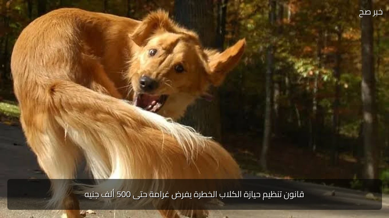 قانون تنظيم حيازة الكلاب الخطرة يفرض غرامة حتى 500 ألف جنيه