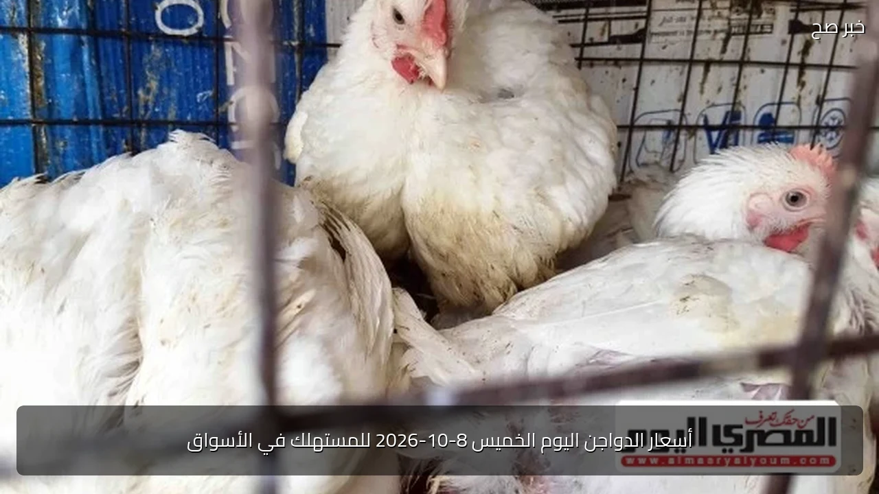 أسعار الدواجن اليوم الخميس 8-10-2026 للمستهلك في الأسواق