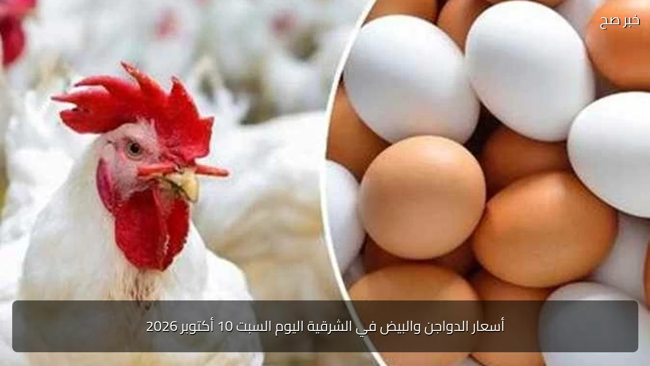 أسعار الدواجن والبيض في الشرقية اليوم السبت 10 أكتوبر 2026