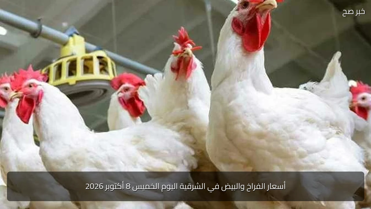 أسعار الفراخ والبيض في الشرقية اليوم الخميس 8 أكتوبر 2026