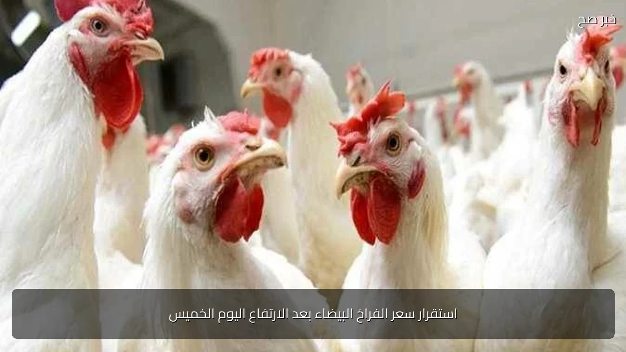 استقرار سعر الفراخ البيضاء بعد الارتفاع اليوم الخميس