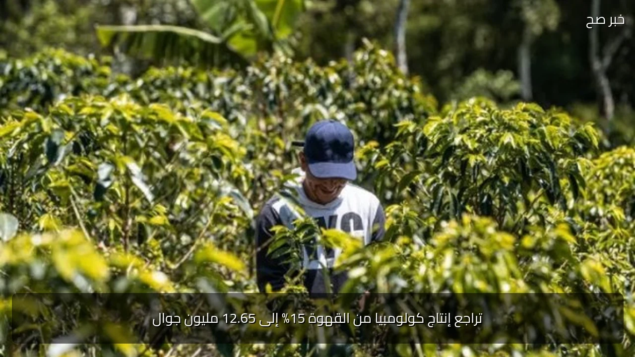تراجع إنتاج كولومبيا من القهوة 15% إلى 12.65 مليون جوال