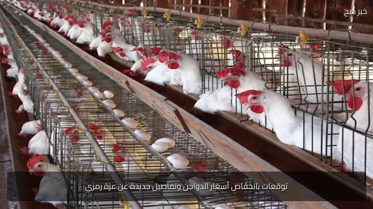 توقعات بانخفاض أسعار الدواجن وتفاصيل جديدة عن عزة رمزي