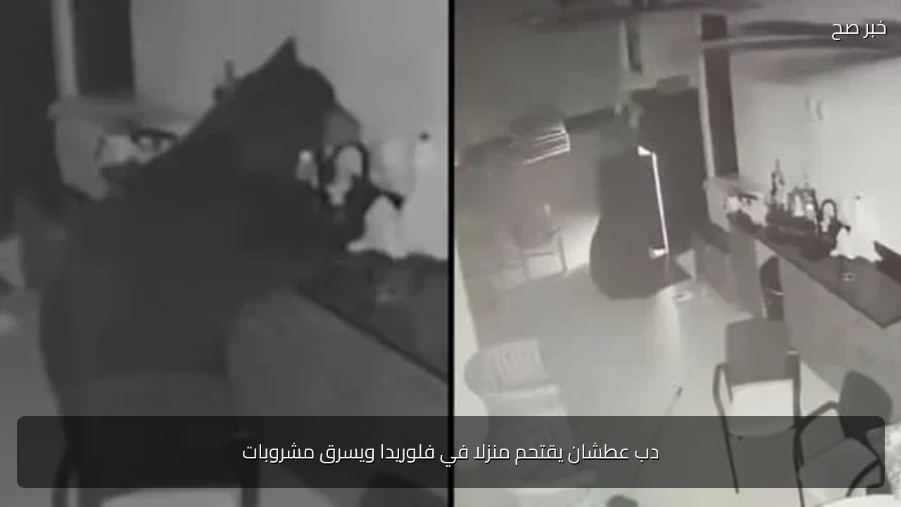 دب عطشان يقتحم منزلا في فلوريدا ويسرق مشروبات
