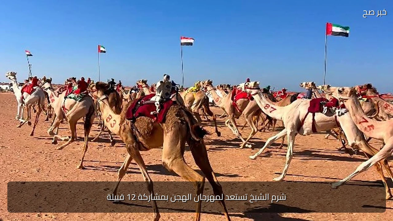 شرم الشيخ تستعد لمهرجان الهجن بمشاركة 12 قبيلة