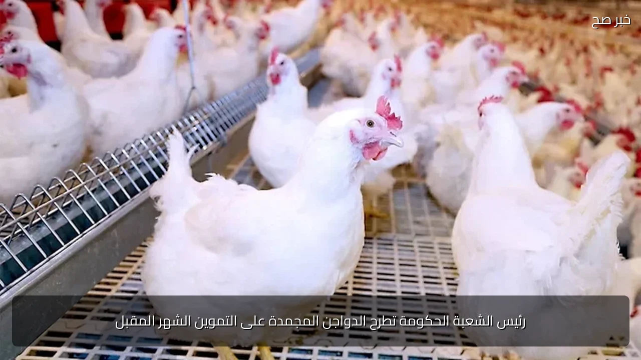 رئيس الشعبة الحكومة تطرح الدواجن المجمدة على التموين الشهر المقبل
