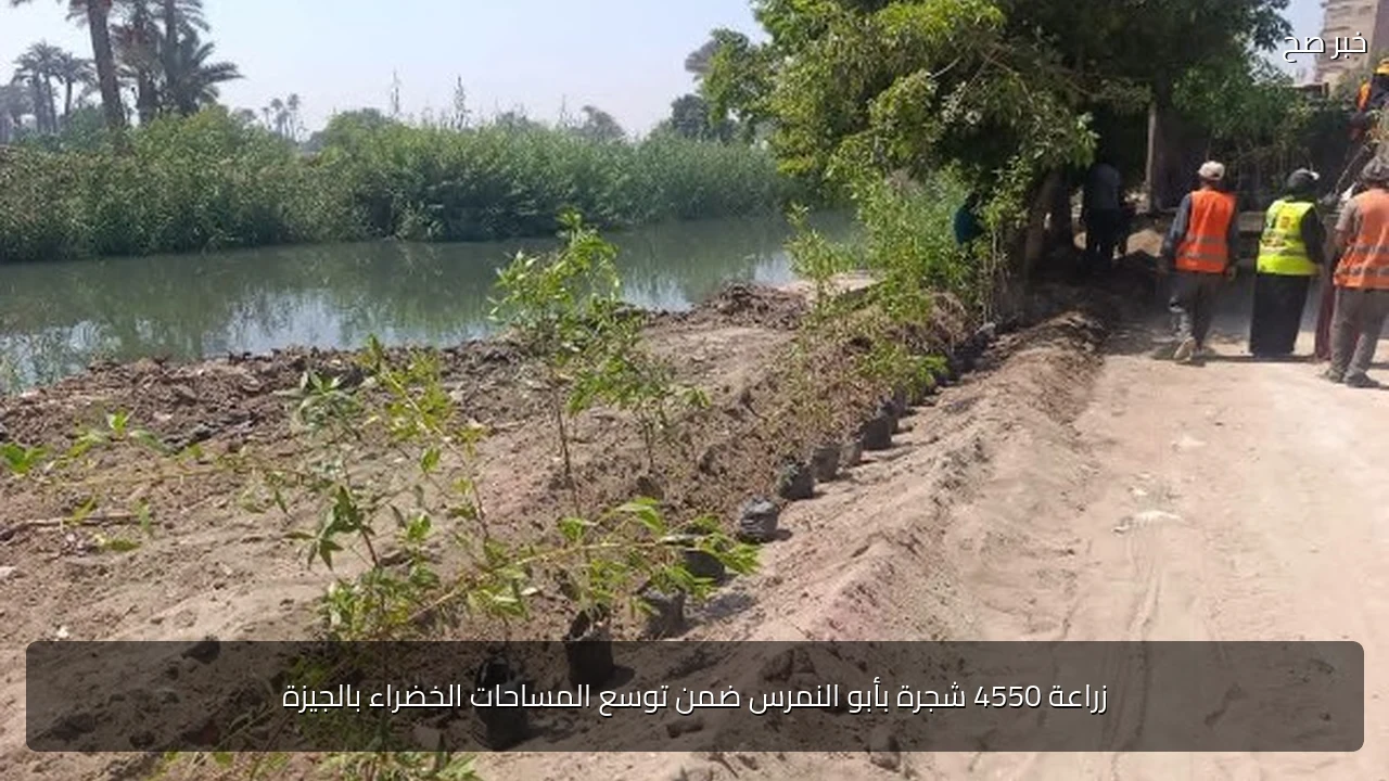 زراعة 4550 شجرة بأبو النمرس ضمن توسع المساحات الخضراء بالجيزة