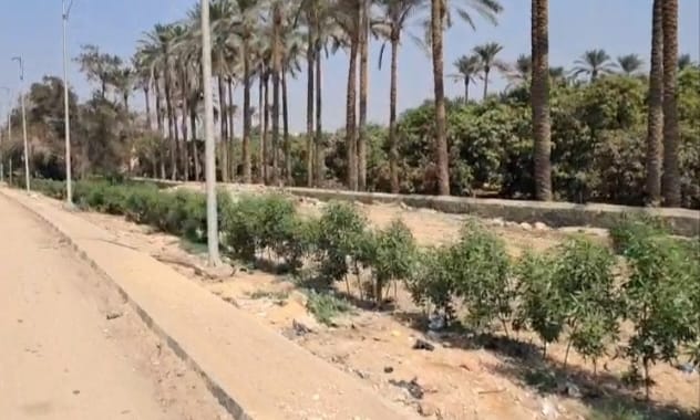 زراعة 4550 شجرة بأبو النمرس ضمن توسع المساحات الخضراء بالجيزة زراعة 4550 شجرة بأبو النمرس ضمن توسع المساحات الخضراء بالجيزة