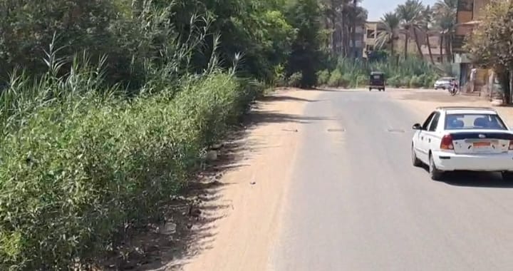 زراعة 4550 شجرة بأبو النمرس ضمن توسع المساحات الخضراء بالجيزة زراعة 4550 شجرة بأبو النمرس ضمن توسع المساحات الخضراء بالجيزة