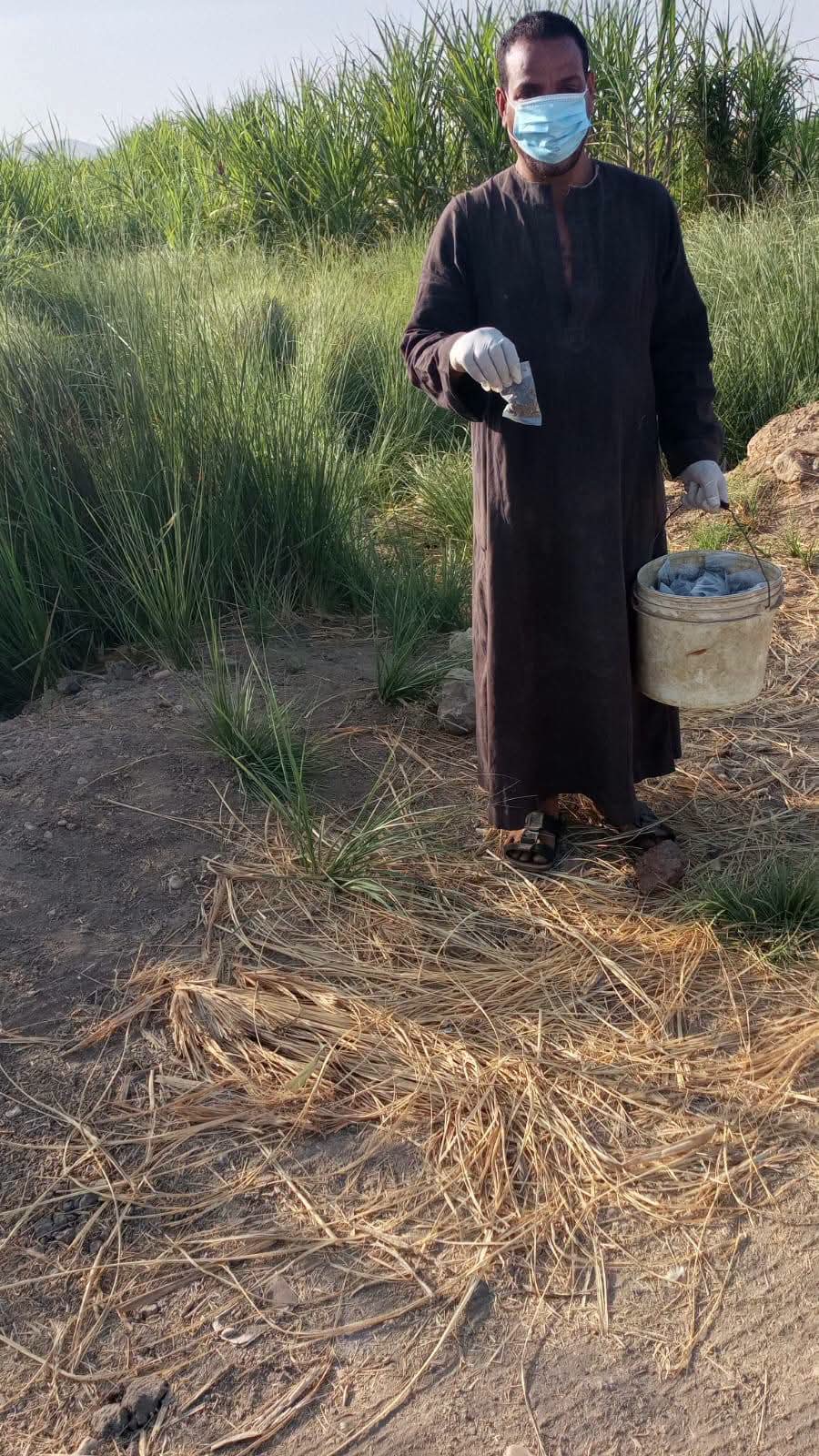 زراعة الأقصر تواصل مكافحة فئران الغيط بعد حصاد الصيف زراعة الأقصر تواصل مكافحة فئران الغيط بعد حصاد الصيف
