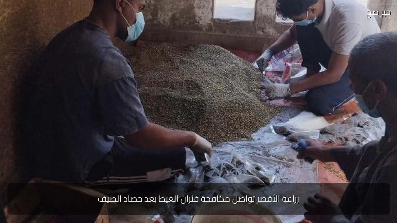 زراعة الأقصر تواصل مكافحة فئران الغيط بعد حصاد الصيف