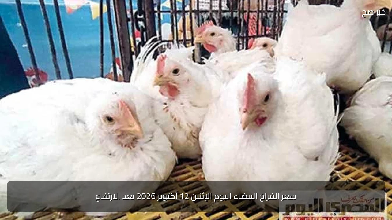 سعر الفراخ البيضاء اليوم الإثنين 12 أكتوبر 2026 بعد الارتفاع