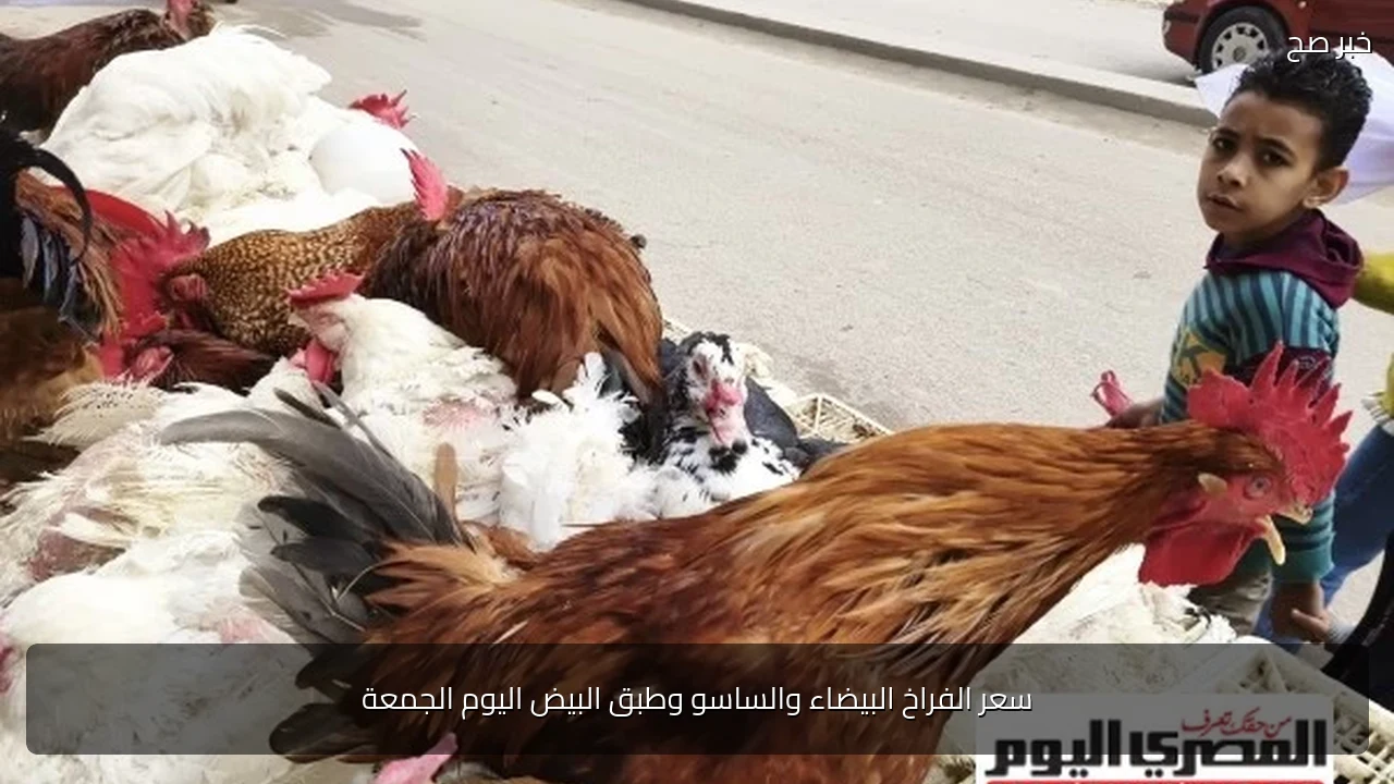 سعر الفراخ البيضاء والساسو وطبق البيض اليوم الجمعة