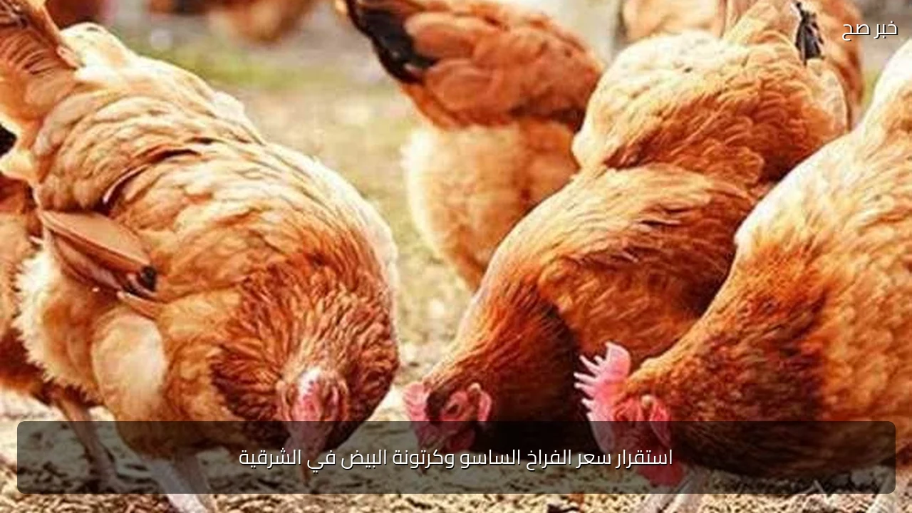 استقرار سعر الفراخ الساسو وكرتونة البيض في الشرقية