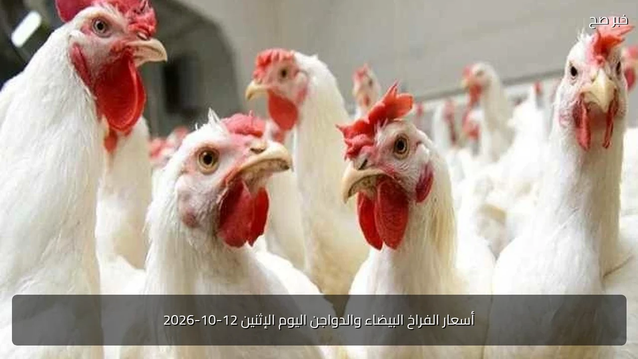 أسعار الفراخ البيضاء والدواجن اليوم الإثنين 12-10-2026